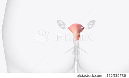 The uterus is a hollow muscular organ located in the female pelvis between the bladder and rectum The uterus is a hollow muscular organ located in the female pelvis between the bladder and rectum 112539786