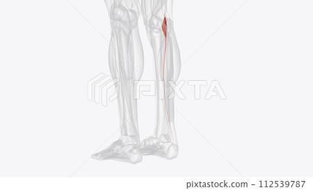 The plantaris is one of the superficial muscles of the superficial posterior compartment of the leg The plantaris is one of the superficial muscles of the superficial posterior compartment of the leg 112539787
