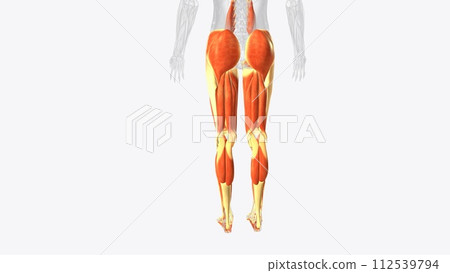 Muscles of Lower limb Muscles of Lower limb 112539794