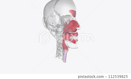 The respiratory system includes the nose, mouth, throat, voice box The respiratory system includes the nose, mouth, throat, voice box 112539825