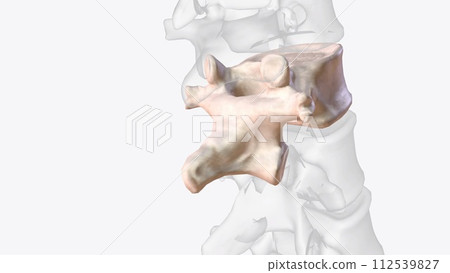 Twelfth thoracic vertebra 112539827