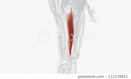 Rectus femoris is part of the quadriceps group Rectus femoris is part of the quadriceps group 112539831