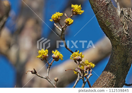 Yellow cornelian flowers (winter, February) 112539845