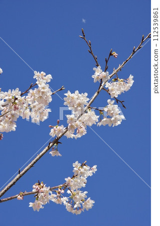 Iwase, Kamakura City, Spring at Sunaoshi River Promenade, Tamanawa cherry blossoms Iwase, Kamakura City, Spring at Sunaoshi River Promenade, Tamanawa cherry blossoms 112539861
