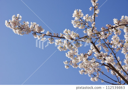 Iwase, Kamakura City, Spring at Sunaoshi River Promenade, Tamanawa cherry blossoms 112539863