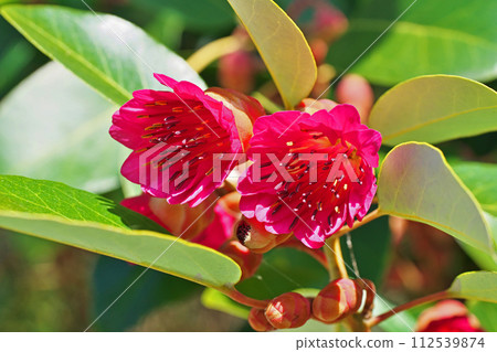 Red rhododendron flowers (winter, February) Red rhododendron flowers (winter, February) 112539874
