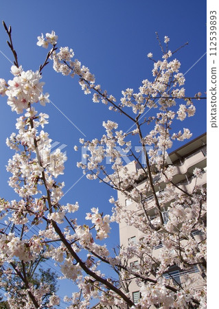 Iwase, Kamakura City, Spring at Sunaoshi River Promenade, Tamanawa cherry blossoms 112539893