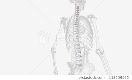 The intervertebral disc (IVD) is important in the normal functioning of the spine The intervertebral disc (IVD) is important in the normal functioning of the spine 112539955