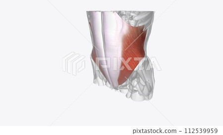 Internal abdominal oblique is a muscle found on the lateral side of the abdomen Internal abdominal oblique is a muscle found on the lateral side of the abdomen 112539959