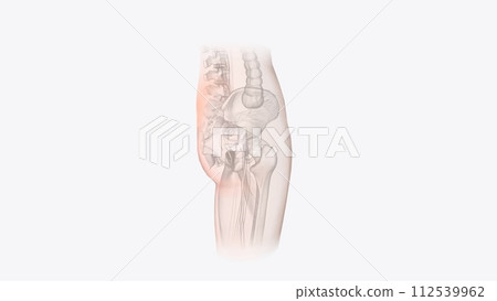 The integumentary system is the largest organ of the body The integumentary system is the largest organ of the body 112539962