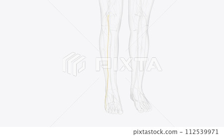 sural nerve and terminal branches 112539971