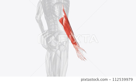 Extensor muscles of right forearm 112539979