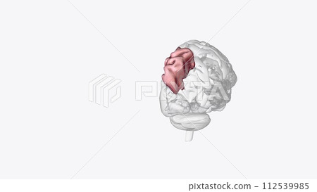 The superior parietal lobule is bounded in front by the upper part of the postcentral sulcus The superior parietal lobule is bounded in front by the upper part of the postcentral sulcus 112539985