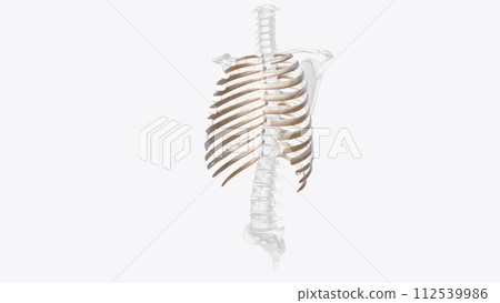 The rib cage consists of 24 ribs , which are attached to a long, flat bone in the centre of the chest called the sternum 112539986