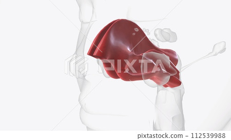 The nasal mucosa lines the nasal cavity. It is part of the respiratory mucosa, the mucous membrane lining the respiratory tract The nasal mucosa lines the nasal cavity. It is part of the respiratory mucosa, the mucous membrane lining the respiratory tract 112539988