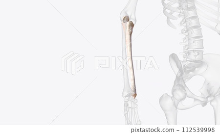 The ulna is one of the two forearm long bones that, in conjunction with the radius, make up the antebrachium The ulna is one of the two forearm long bones that, in conjunction with the radius, make up the antebrachium 112539998