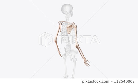 Bones of upper limb Bones of upper limb 112540002