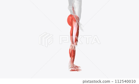 Muscles of Lower limb Muscles of Lower limb 112540010