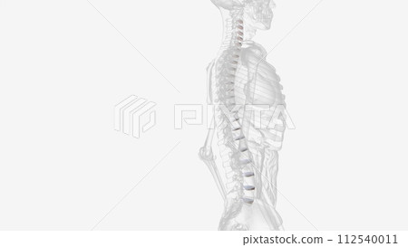 The intervertebral disc (IVD) is important in the normal functioning of the spine 112540011