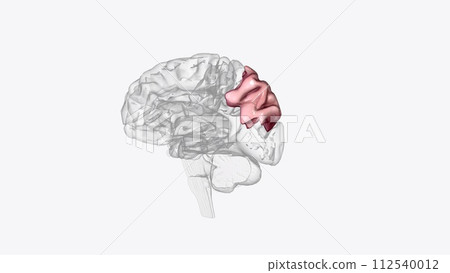 The superior parietal lobule is bounded in front by the upper part of the postcentral sulcus The superior parietal lobule is bounded in front by the upper part of the postcentral sulcus 112540012