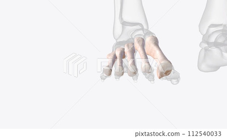 Meta tar sal bones of right ankle and foot Meta tar sal bones of right ankle and foot 112540033