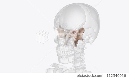 The sphenoid is just one of the twenty-two bones that form the skull and essentially helps to connect the neurocranium The sphenoid is just one of the twenty-two bones that form the skull and essentially helps to connect the neurocranium 112540036