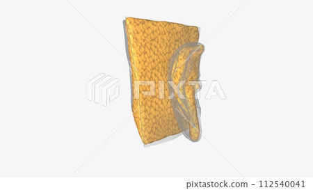 Ear Coronal Cross Section of Subcutaneous fat 112540041
