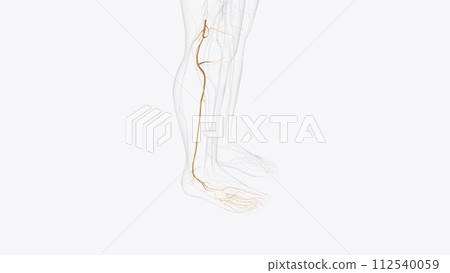 tibial nerve and terminal branches 112540059