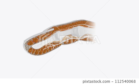 Fingernail Cross Section of Tissue Fingernail Cross Section of Tissue 112540068
