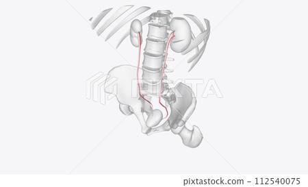 he ureters are two thick tubes which act to transport urine from the kidney to the bladder he ureters are two thick tubes which act to transport urine from the kidney to the bladder 112540075