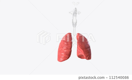 lungs are part of your respiratory system 112540086