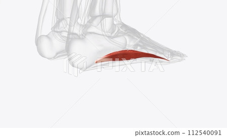 Abductor digitiminimi of right foot Abductor digitiminimi of right foot 112540091