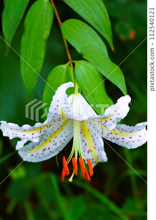 一朵山百合，七月之花，正盛開。 112540121