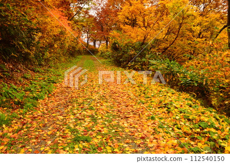 秋葉中的烏拉蜿蜒山路 秋葉中的烏拉蜿蜒山路 112540150