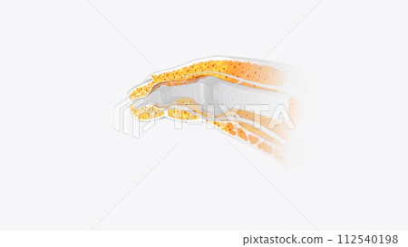 Fingernail Cross Section of Tissue 112540198