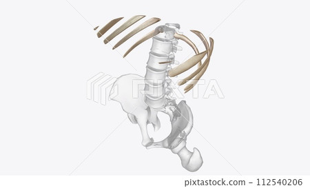 Abdomen Transverse, Axial skeleton Abdomen Transverse, Axial skeleton 112540206
