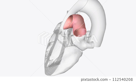 The pulmonary trunk is a short artery transporting deoxygenated blood from the heart towards the lungs 112540208
