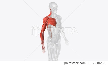 Muscles of right upper limb Muscles of right upper limb 112540236