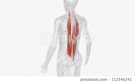 The erector spinae or spinal erectors is a set of muscles that straighten and rotate the back 112540241
