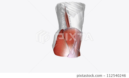 Muscles of right Iower limb 112540246