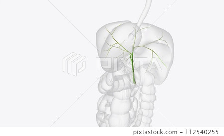 Bile ducts are tiny canals that connect some of the organs in your digestive system 112540255