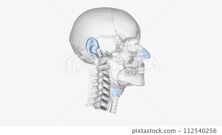 Cartilage is an important structural component of the body. It is a firm tissue but is softer and much more flexible than bone Cartilage is an important structural component of the body. It is a firm tissue but is softer and much more flexible than bone 112540256