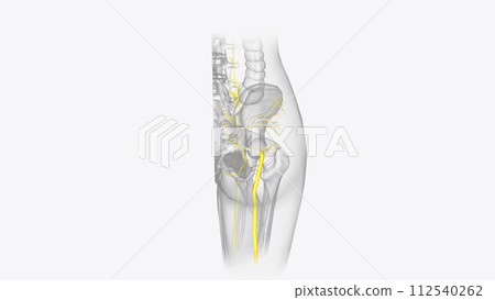 The peripheral nervous system consists of the nerves that branch out from the brain and spinal cord The peripheral nervous system consists of the nerves that branch out from the brain and spinal cord 112540262