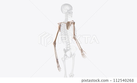 Bones of upper limb Bones of upper limb 112540268