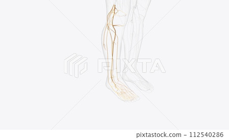 Nerves of right leg and foot Nerves of right leg and foot 112540286