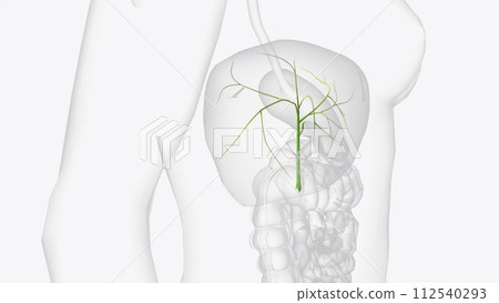 Bile ducts are tiny canals that connect some of the organs in your digestive system Bile ducts are tiny canals that connect some of the organs in your digestive system 112540293