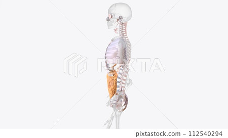 The axial connective tissue system 112540294