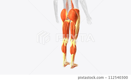 Muscles of Lower limb Muscles of Lower limb 112540300