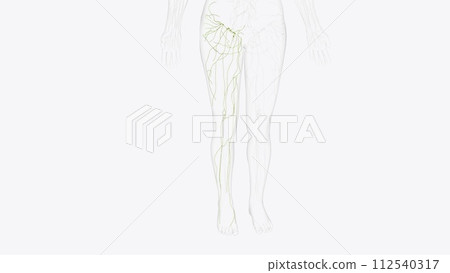 Superficial Iymphatics of right Iower limb Superficial Iymphatics of right Iower limb 112540317