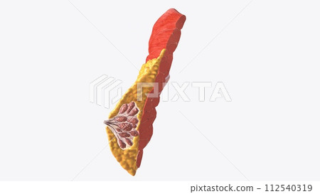 Breast Cross Section of Fat Breast Cross Section of Fat 112540319